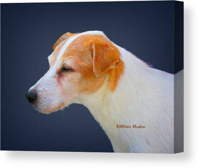 Beagle Art Canvas Print featuring the photograph Portrait of a Jack Russel by Kathleen Modica
