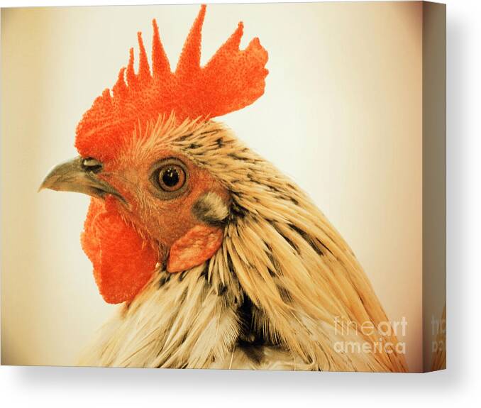 Rooster Canvas Print featuring the photograph Portrait Of A Wild Rooster by Jan Gelders
