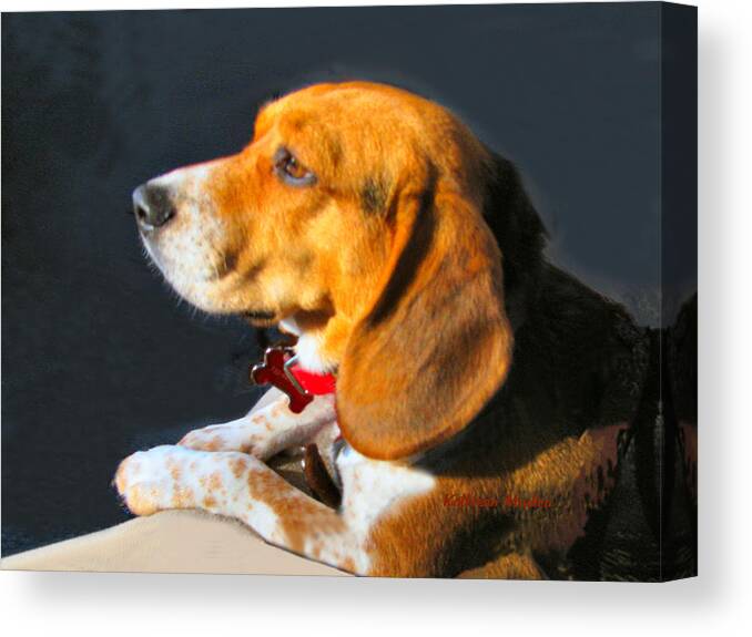 Beagle Art Paintings Canvas Print featuring the photograph Portrait of Pebbles - The Independent Beagle by Kathleen Modica