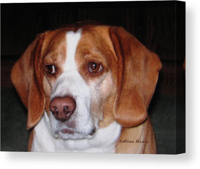 Beagle Art Canvas Print featuring the photograph Portrait of Rusty by Kathleen Modica