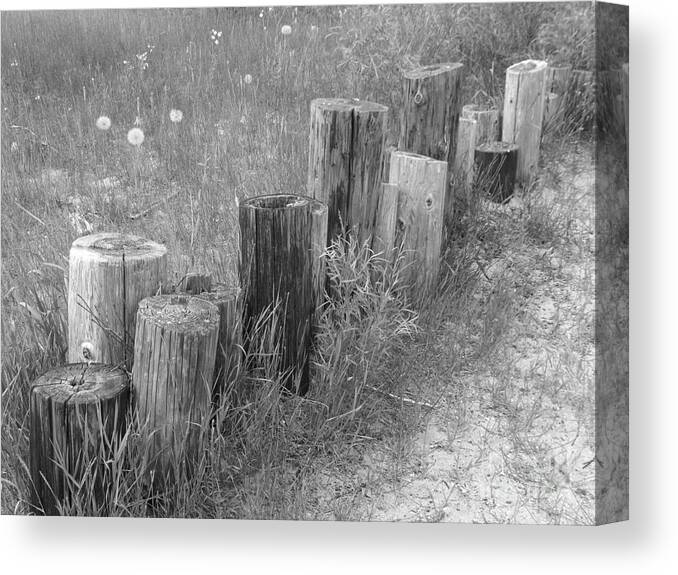 Black And White Photo Of Cut Down Fence Posts Canvas Print featuring the photograph Posts in a row by Erick Schmidt