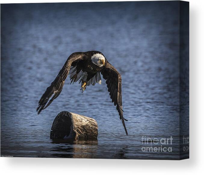 On The Wing Canvas Print featuring the photograph Power by Mitch Shindelbower