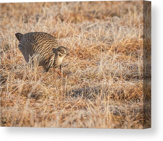 Wisconsins Prairie Chicken Canvas Print featuring the photograph Prairie Chicken 11-2015 by Thomas Young