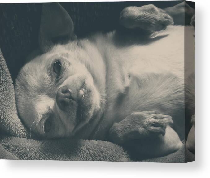 Dogs Canvas Print featuring the photograph Precious by Laurie Search