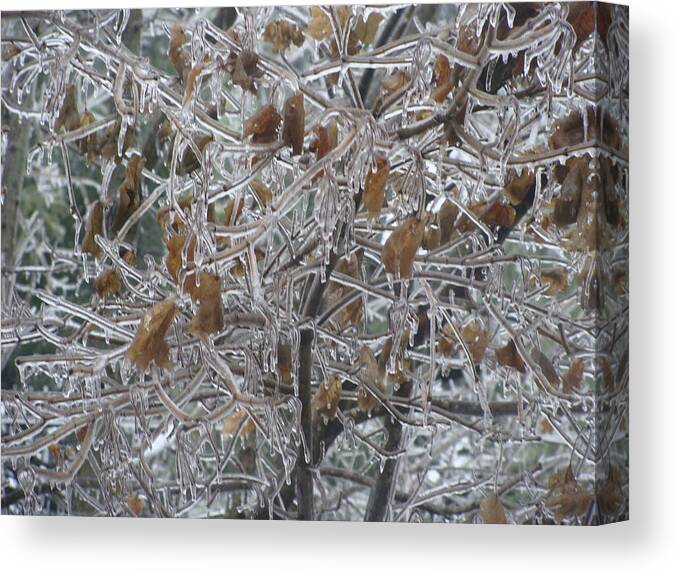 Frozen Canvas Print featuring the photograph Pretty as Glass by Stacie Siemsen