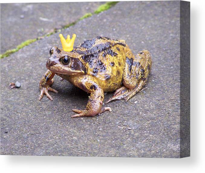 Princess Frog Canvas Print featuring the photograph Princess Frog by Elena Perelman