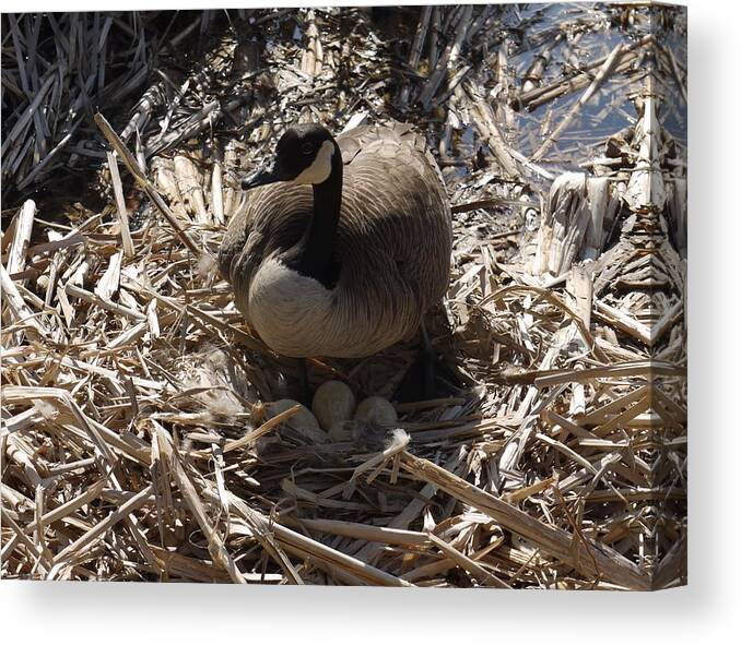 Geese Canvas Print featuring the photograph Protection by Heather Hennick
