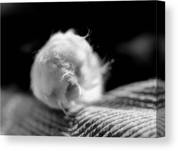 Cotton Canvas Print featuring the digital art Puff Paw by Kathleen Illes