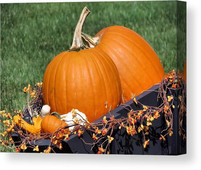 Pumpkins Canvas Print featuring the photograph Pumpkin and Bittersweet by Janice Drew