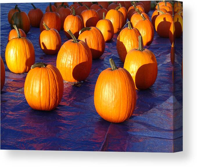 Pumpkin Canvas Print featuring the photograph Pumpkins Blues Landscape by Steve Karol
