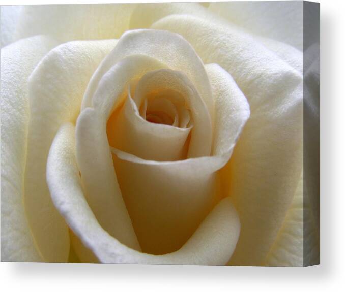 Rose Canvas Print featuring the photograph Purity by Amy Fose