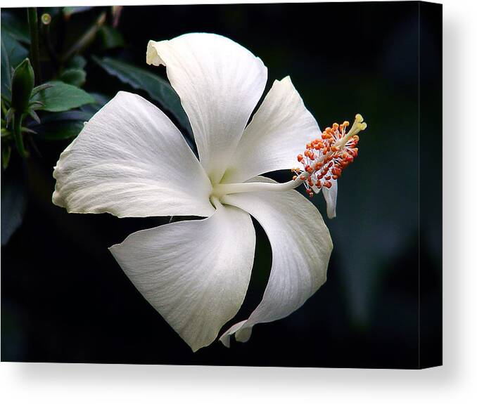 Hibiscus Canvas Print featuring the photograph Purity by Blair Wainman