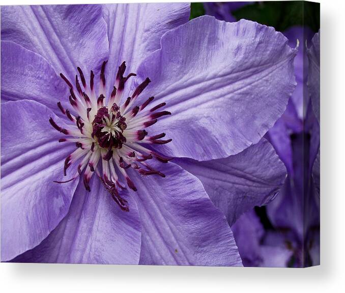 Flowers Canvas Print featuring the photograph Purple Clematis Blossom by Louis Dallara
