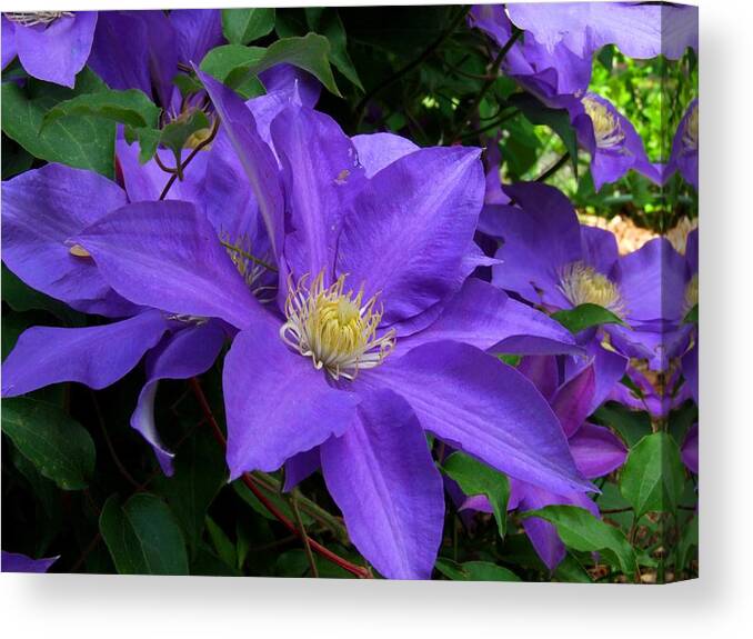 Clematis Canvas Print featuring the photograph Purple Clematis by Michiale Schneider