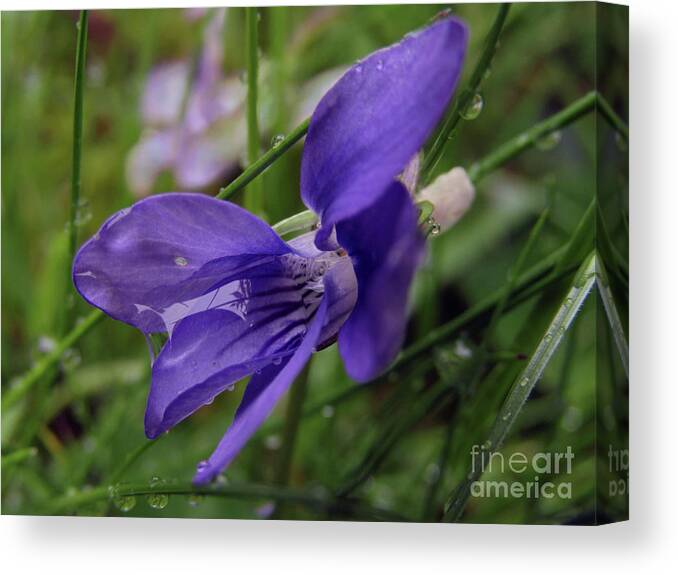 Wild Flowers Canvas Print featuring the photograph Purple Flower 2 by Kim Tran