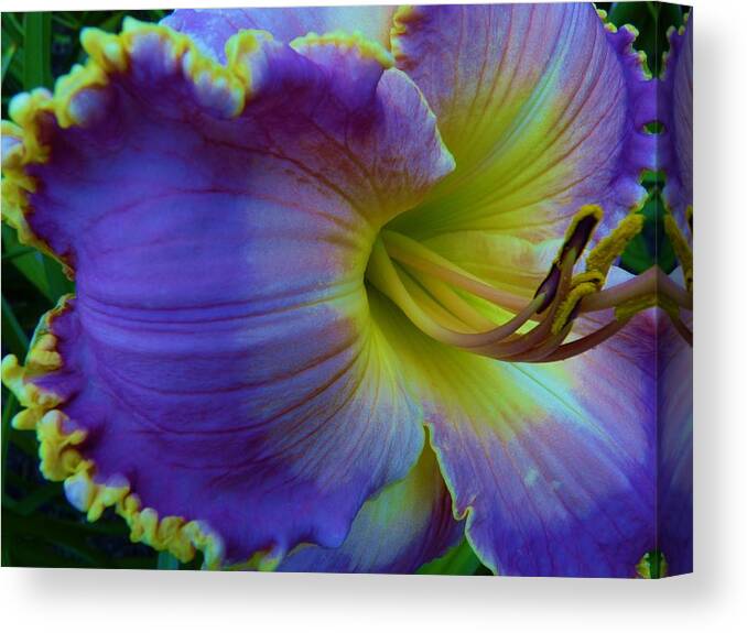 Flower Canvas Print featuring the photograph Purple Lady by Jeanette Oberholtzer