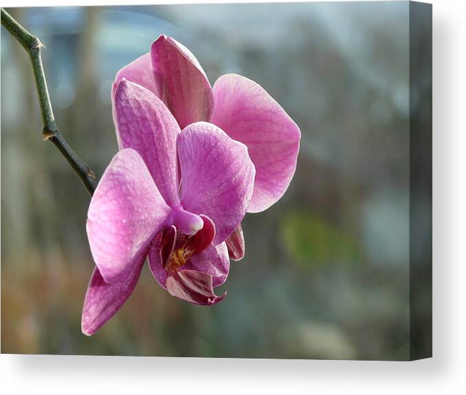 Orchid Canvas Print featuring the photograph Purple Phalaenopsis Orchid by Valerie Ornstein