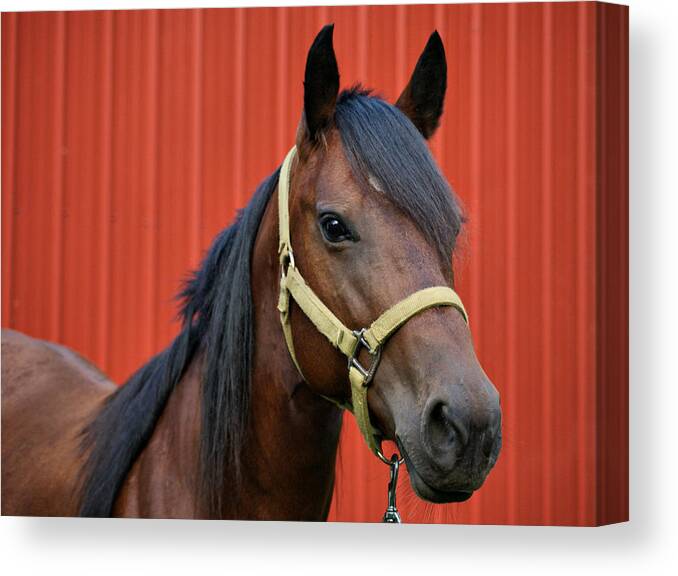 Quarter Horse Canvas Print featuring the photograph Quarter Horse by Sandy Keeton