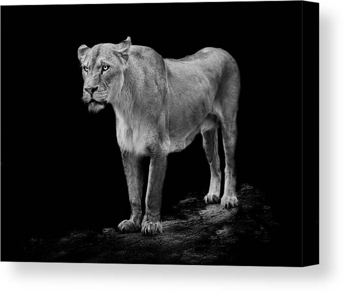 Lioness Canvas Print featuring the photograph Queen by Paul Neville