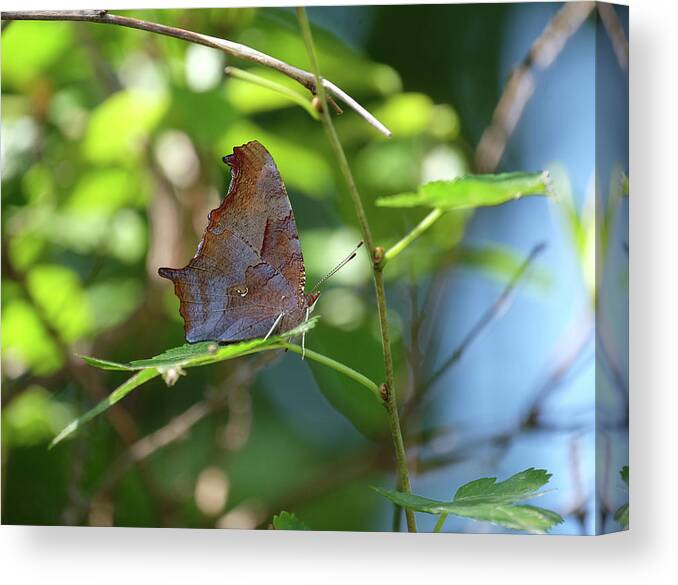 Question Mark Butterfly Canvas Print featuring the photograph Question Mark butterfly closed by Ronda Ryan