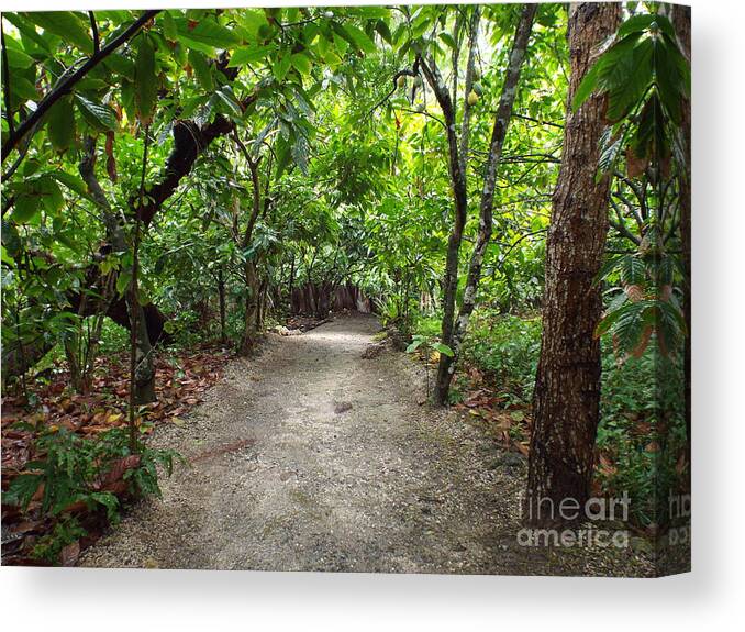 Forest Canvas Print featuring the photograph Rain Forest Road by Barbara Von Pagel