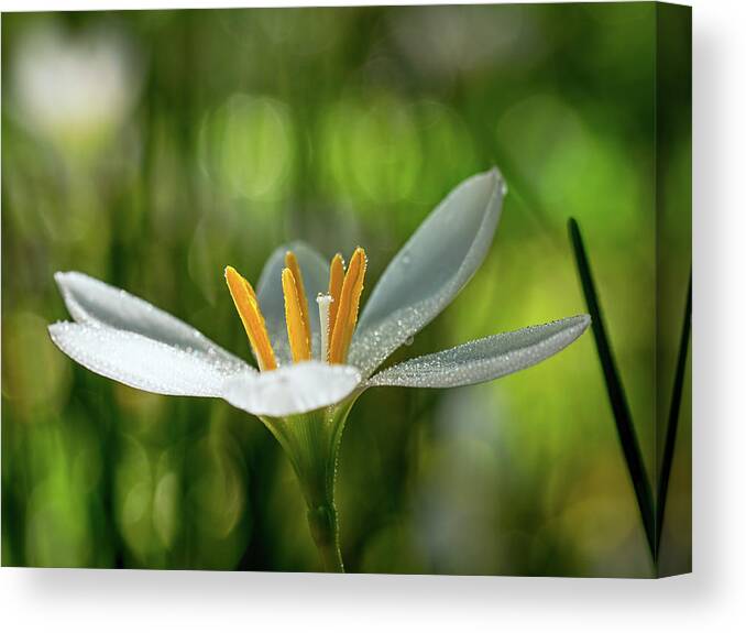 Flower Canvas Print featuring the photograph Rain Lily Covered in Droplets by Brad Boland