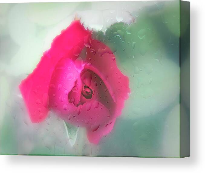 Rose Canvas Print featuring the photograph Stroked with rain drops. by Usha Peddamatham