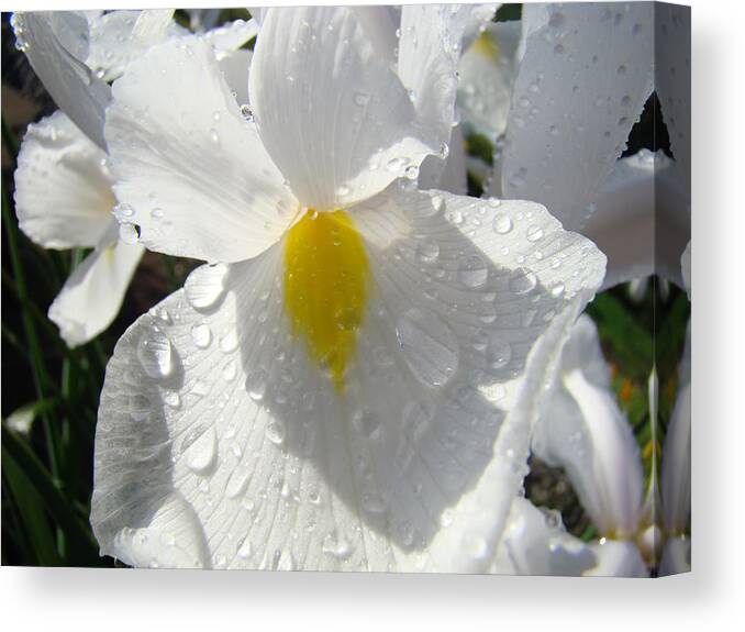 Iris Canvas Print featuring the photograph Raindrops on White Irises Flowers Sunlit Baslee Troutman by Patti Baslee