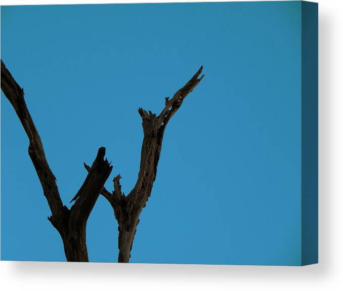 Circle B Bar Reserve Canvas Print featuring the photograph Reaching for the sky by Christopher Mercer