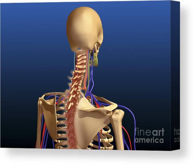 Biomedical Illustrations Canvas Print featuring the digital art Rear View Of Human Spine And Scapula by Stocktrek Images