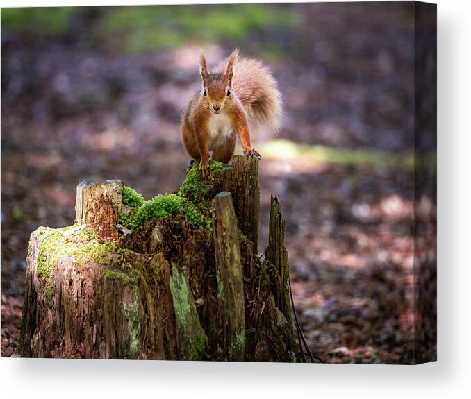 Red Squirrel Canvas Print featuring the photograph Red Alert by Framing Places