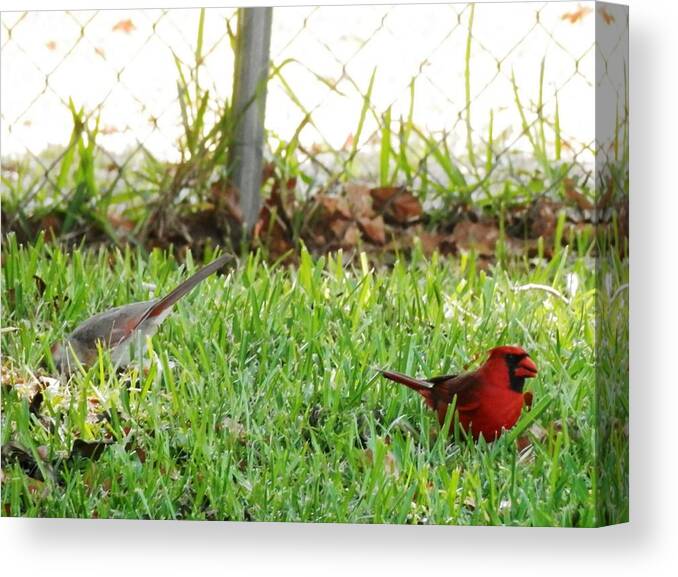Couple Of Red Canvas Print featuring the photograph Red Bird Bobbing South Georgia by Belinda Lee