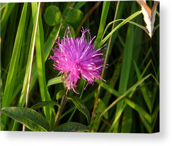 Clover Canvas Print featuring the photograph Red clover by Lukasz Ryszka