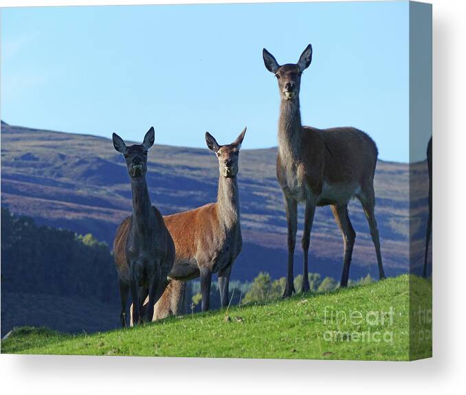 Red Deer Canvas Print featuring the photograph Red Deer Hinds on a hilltop - Scotland by Phil Banks