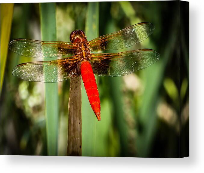 Dragonfly Canvas Print featuring the photograph Red Dragonfly by Pamela Newcomb