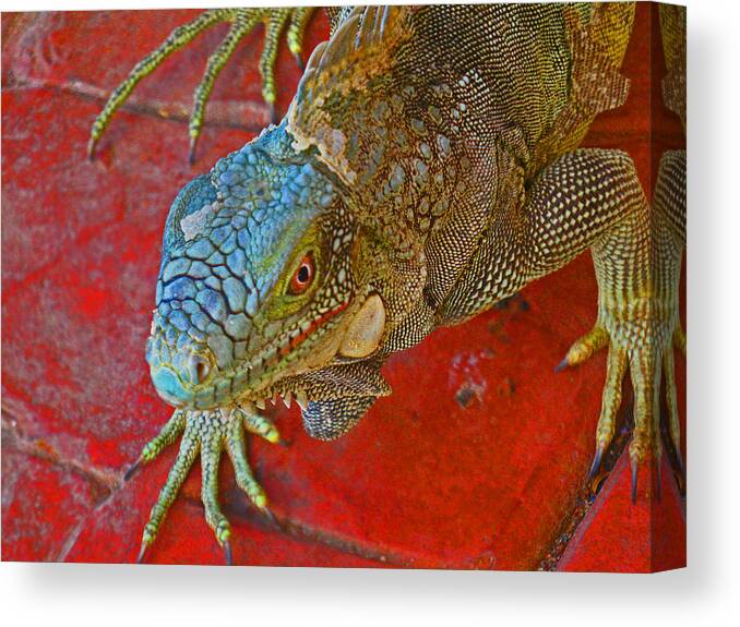 Iguana Canvas Print featuring the photograph Red Eyed Iguana photo by Kelly Smith