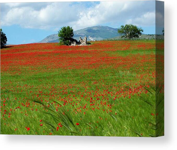 Poppies Canvas Print featuring the photograph Red Fields by Judy Kirouac