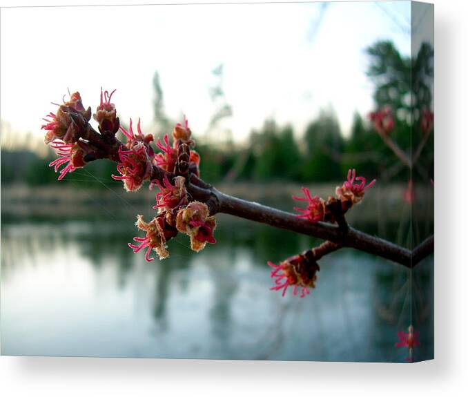 Maple Buds Canvas Print featuring the photograph Red Maple Buds at Dawn by Kent Lorentzen