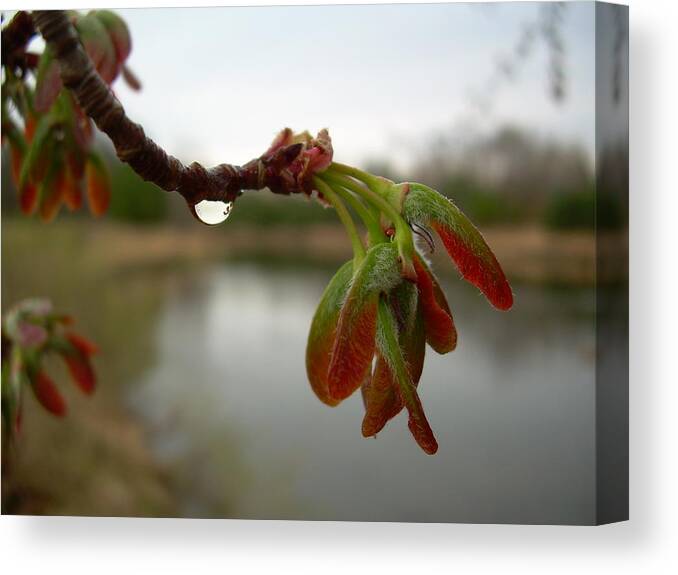 Red Maple Canvas Print featuring the photograph Red Maple Seed Pods at Dawn by Kent Lorentzen