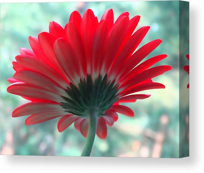 Backside Canvas Print featuring the photograph Red Petals by David T Wilkinson