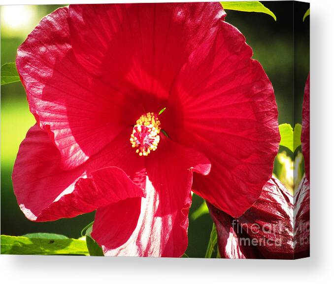 Flower Canvas Print featuring the photograph Red by Robert Knight