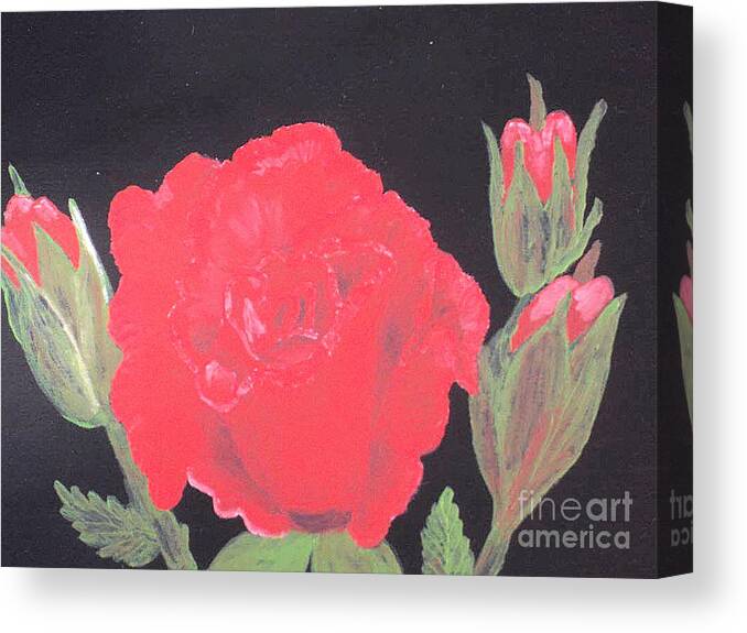 Flowers Canvas Print featuring the drawing Red Rose by Sherri Gill