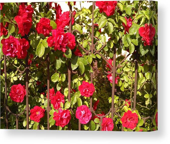Rose Canvas Print featuring the photograph Red roses in summertime by Arletta Cwalina