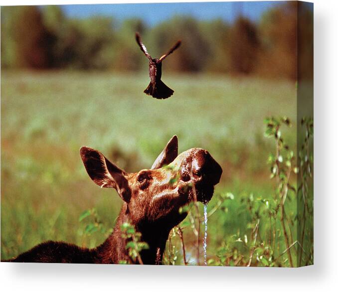 Moose Canvas Print featuring the photograph Red-Winged Blackbird Attacking Moose by Ted Keller