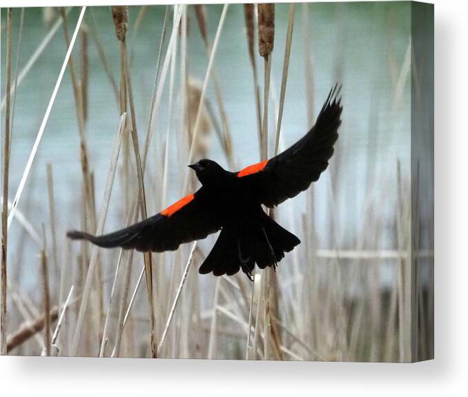 Bird Canvas Print featuring the photograph Red-Winged Blackbird I by C H Apperson