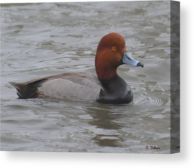 Duck Canvas Print featuring the photograph Redhead by Dan Williams