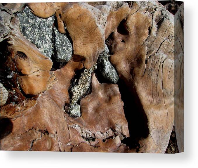 Redwood Canvas Print featuring the photograph Redwood Stone Collage by Larry Bacon