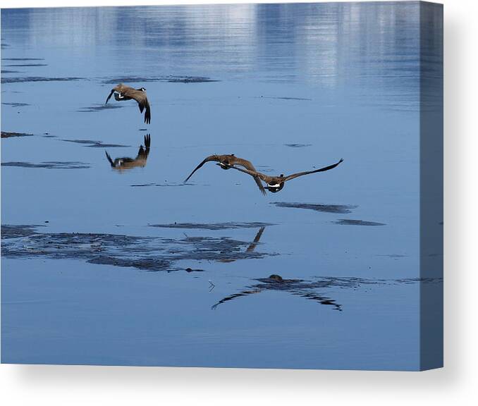 Birds Canvas Print featuring the photograph Reflecting Geese by DeeLon Merritt