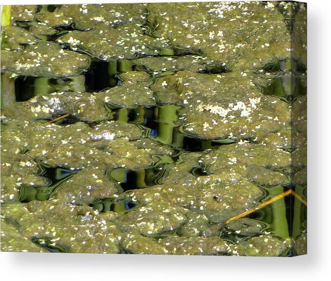 Pond Canvas Print featuring the photograph Reflections in the Pond by Liz Vernand