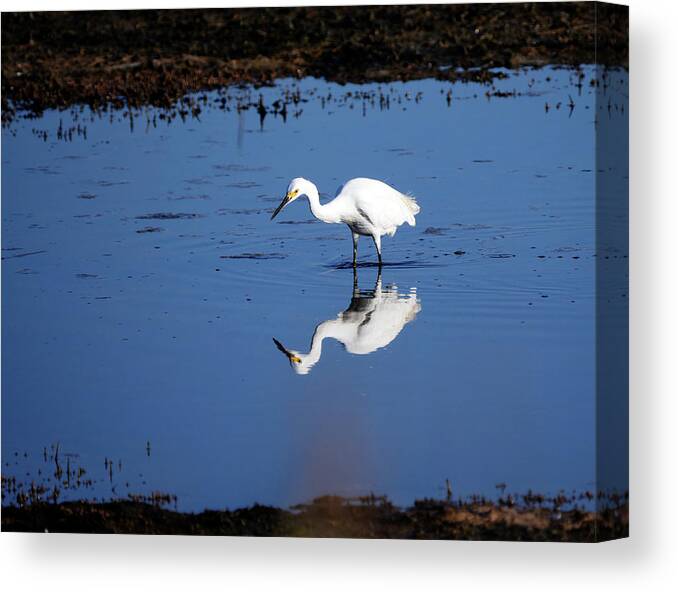 Birds Canvas Print featuring the photograph Reflections by Paul Ross